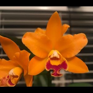 Meet your Posher, Sherry